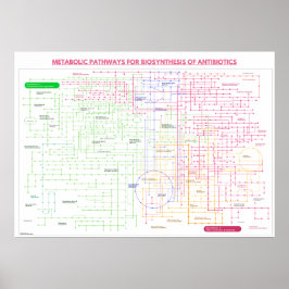 Stoffwechselweg zur Synthese von Antibiotika Poster