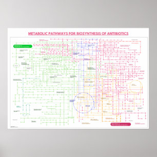 Stoffwechselweg zur Synthese von Antibiotika Poster