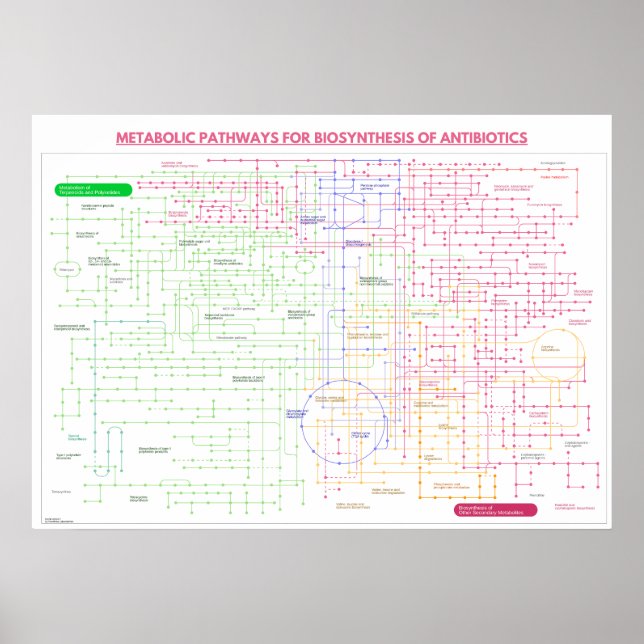 Stoffwechselweg zur Synthese von Antibiotika Poster (Vorne)