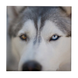 Stoiber Blick auf Alaskan Malamute Fliese