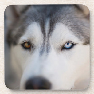 Stoiber Blick auf Alaskan Malamute Getränkeuntersetzer