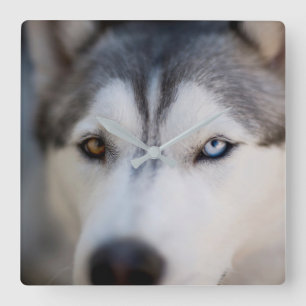 Stoiber Blick auf Alaskan Malamute Quadratische Wanduhr
