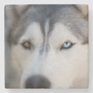 Stoiber Blick auf Alaskan Malamute Steinuntersetzer