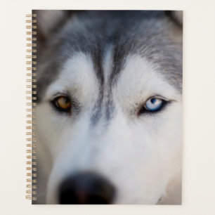 Stoic Gaze eines Alaskan Malamute schließen Planer