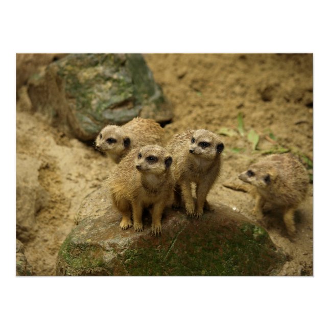 Stokstaartjes, meercat  poster (Vorderseite)
