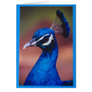 Stolz als Pfau
