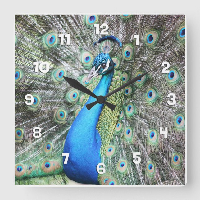 Stolz als Pfau Quadratische Wanduhr (Vorderseite)