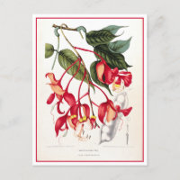 Stolz auf die Illustration der Orchideen in Burma