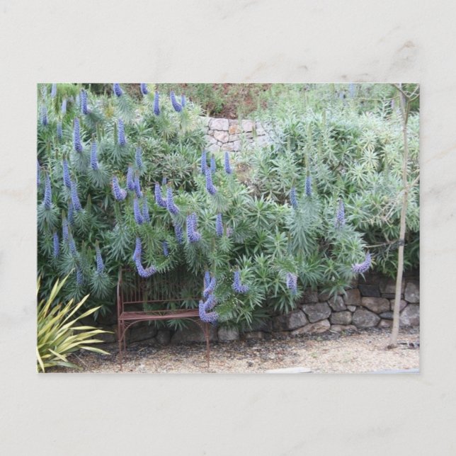 Stolz auf Madeira Postkarte (Vorderseite)