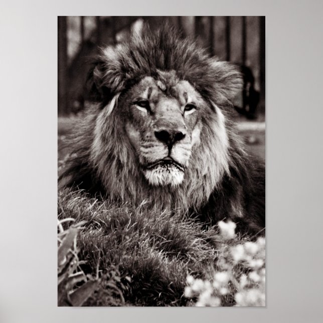 stolz poster (Vorne)