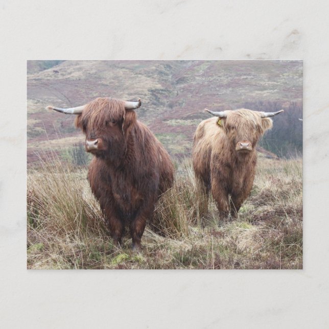 Stolz, Schottin zu sein! Postkarte (Vorderseite)