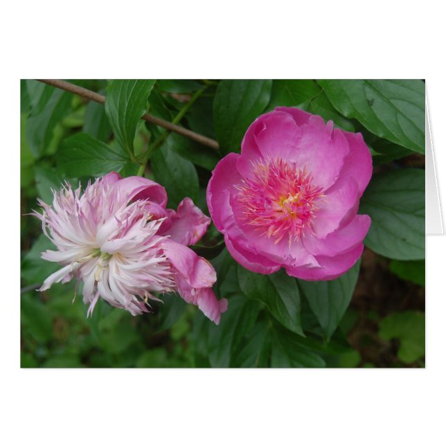 Stolz und Vorurteile (Vorderseite (Horizontal))