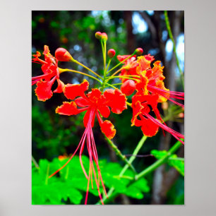 Stolz von Barbados Stretch Canvas Print Poster