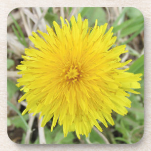 Stolze Dandelion-Blume. Getränkeuntersetzer