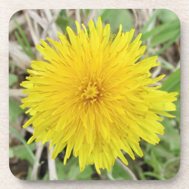 Stolze Dandelion-Blume. Getränkeuntersetzer (Vorderseite)