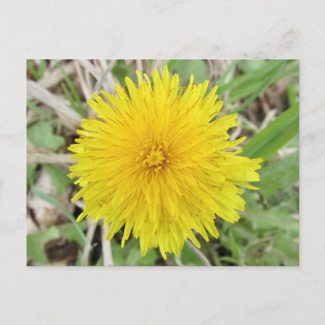Stolze Dandelion-Blume. Postkarte (Vorderseite)