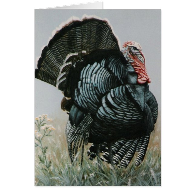 Stolzer alter Tom (Vorne)