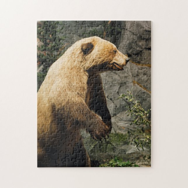 Stolzer Bär (Vertikal)