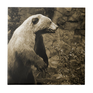Stolzer Bär Fliese