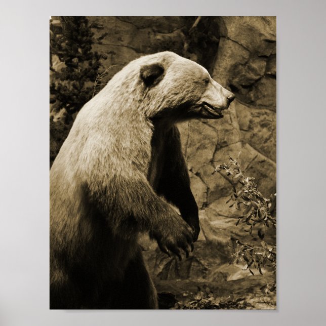 Stolzer Bär Poster (Vorne)