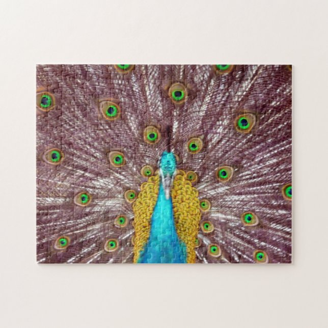 stolzer Pfau (Horizontal)
