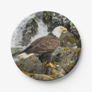 Stolzer Weißkopfseeadler Pappteller