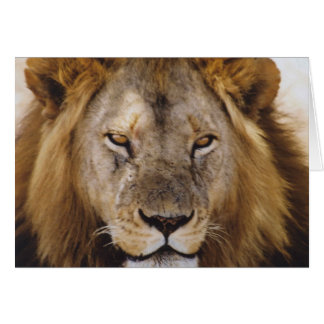 Stolzes Simba - Serengeti
