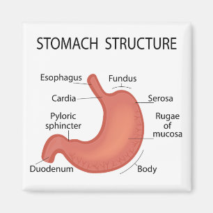 Stomachenstruktur Magnet