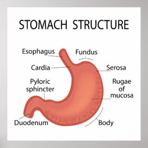 Stomachenstruktur Poster