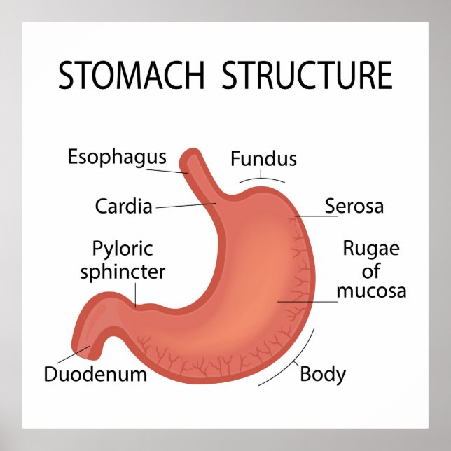 Stomachenstruktur Poster (Vorne)