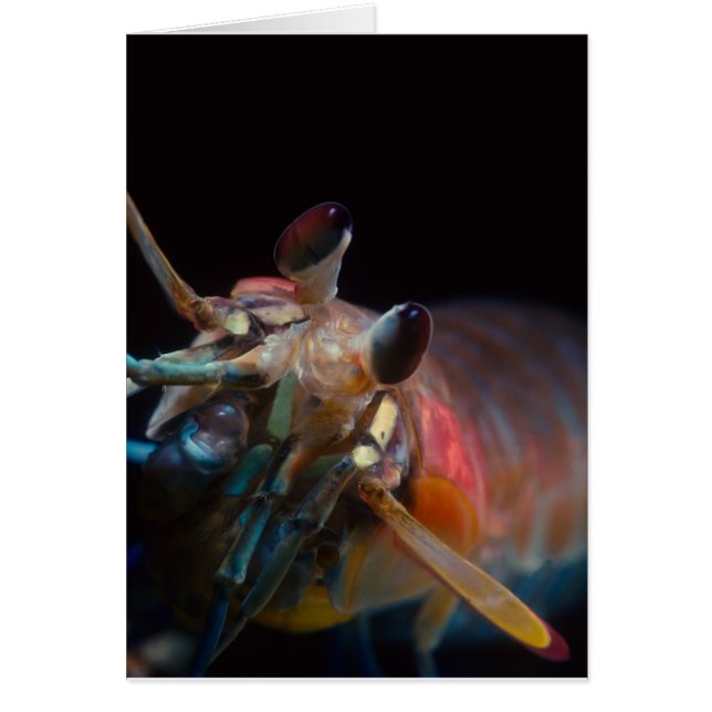 Stomatopod (Mantis-Garnele) (Vorne)