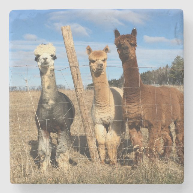 Stone Untersetzer - Alpacas Phaethon, Gerste, Marv (Vorderseite)