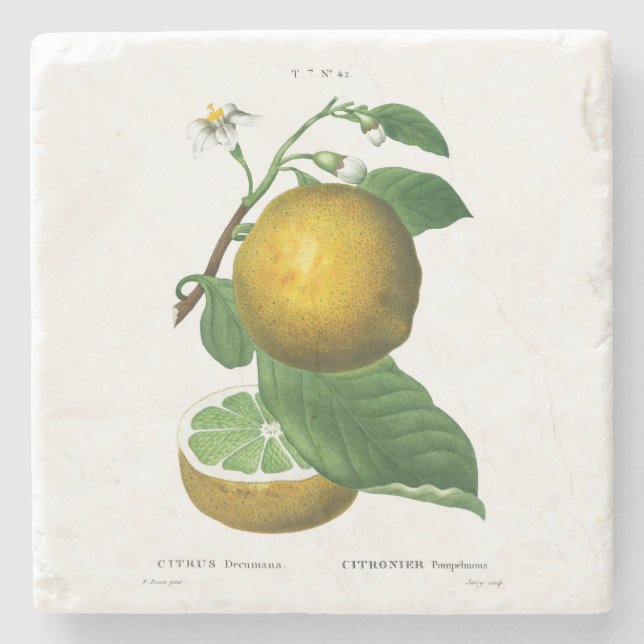 STONE UNTERSETZER: GRAPEN: REDOUTÉ STEINUNTERSETZER (Vorderseite)