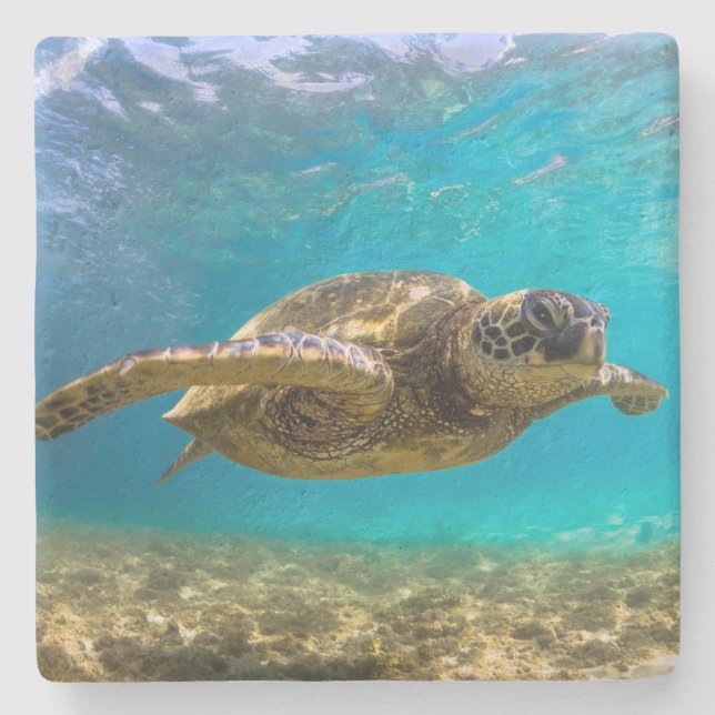 Stone Untersetzer Turtle (Vorderseite)