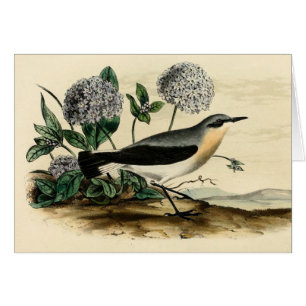 Stonechat Zaunkönig