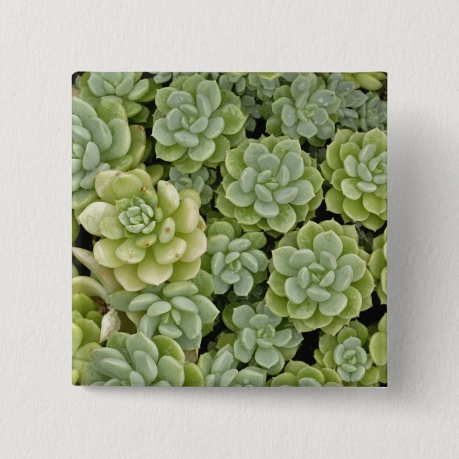 Stonecrop-Pflanze Button (Vorderseite)