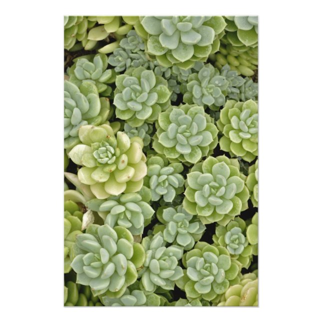Stonecrop-Pflanze Fotodruck (Vorne)