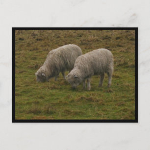 Stonehenge Sheep Postkarte