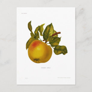 Stones' Apple Postkarte