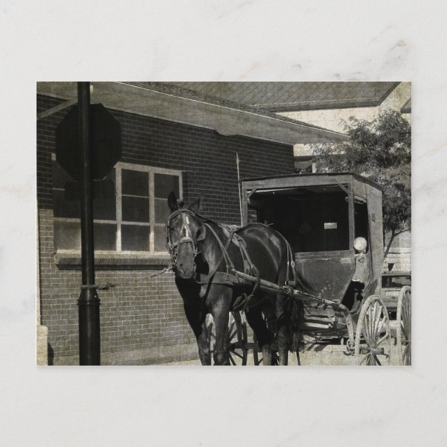 Stopp für einen Zauber, Amish Pferd am Stoppschild Postkarte (Vorderseite)