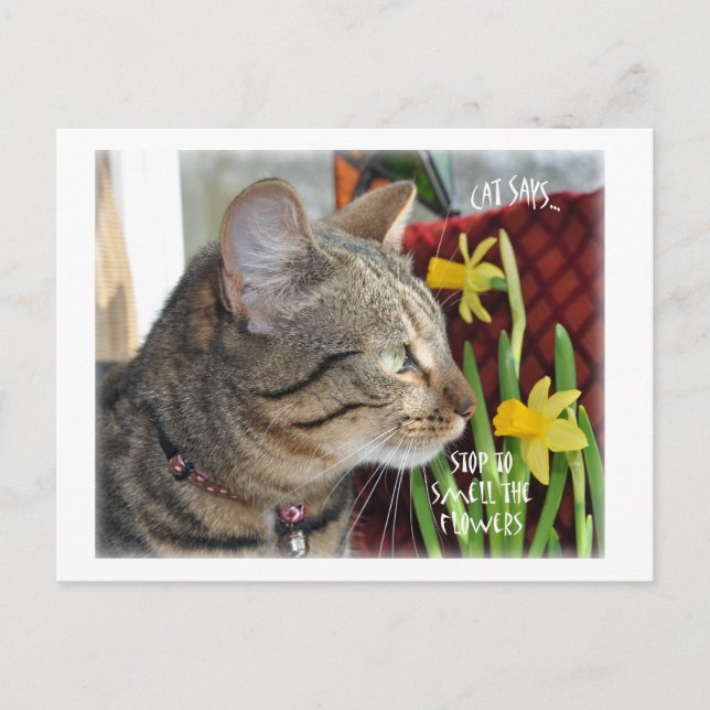 Stoppen und riechen Sie die Blume Postkarte (Vorderseite)