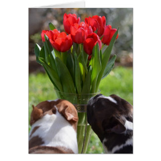 Stoppen und riechen Sie die Tulpen