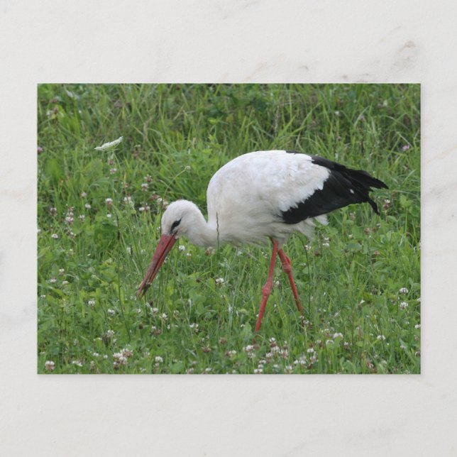 Storch 3 postkarte (Vorderseite)