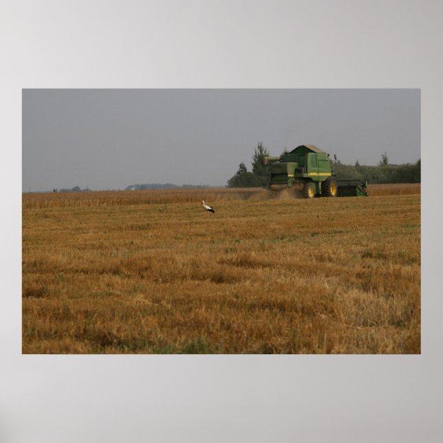 Storch im Maisfeld Poster (Vorne)