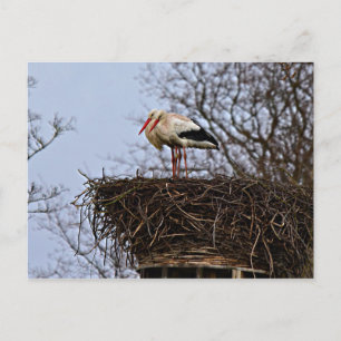 Storch in Nest Postkarte