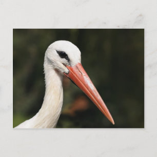 Storch - Symbol von Straßburg und Elsass, Frankrei Postkarte