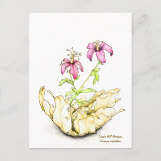 Storchschnabel-Wildblume Aquarell Postkarte