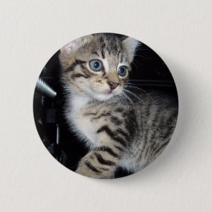 "Störenfried: Die Mischlinge Tabby Kitten Button