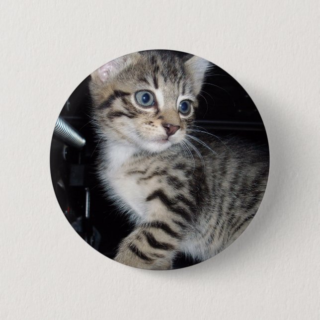 "Störenfried: Die Mischlinge Tabby Kitten Button (Vorderseite)