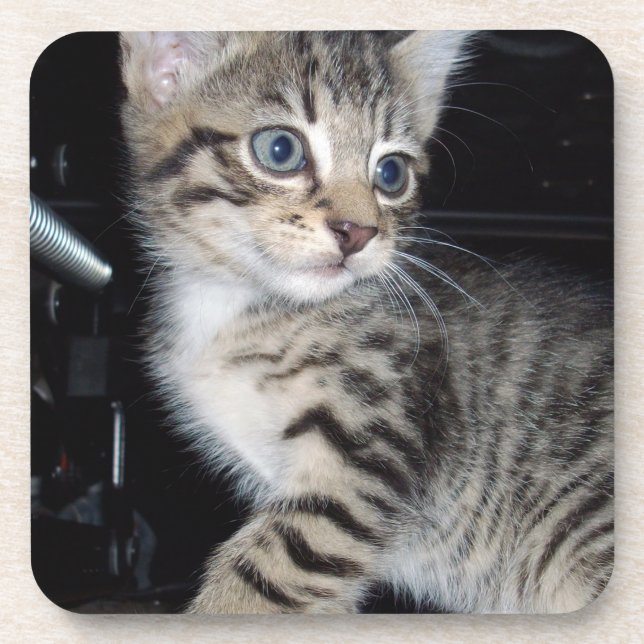 "Störenfried: Die Mischlinge Tabby Kitten Getränkeuntersetzer (Vorderseite)